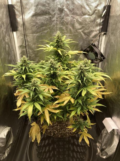 Auto | 9th. Week 10 - Day 65