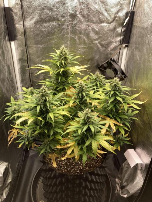 Auto | 9th. Week 10 - Day 66