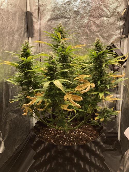 Auto | 9th. Week 10 - Day 67