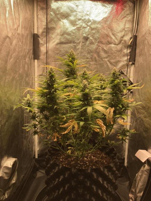 Auto | 9th. Week 10 - Day 68