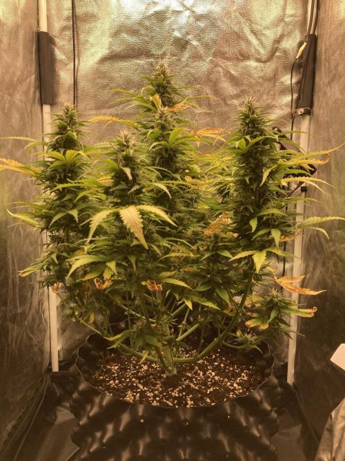 Auto | 9th. Week 10 - Day 69