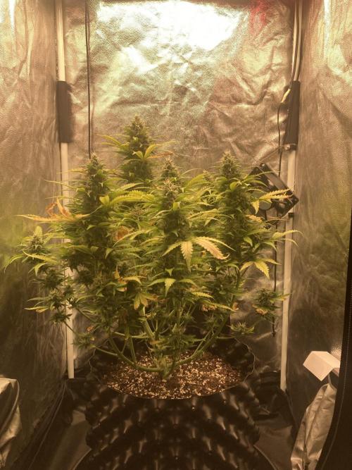 Auto | 9th. Week 11 - Day 72