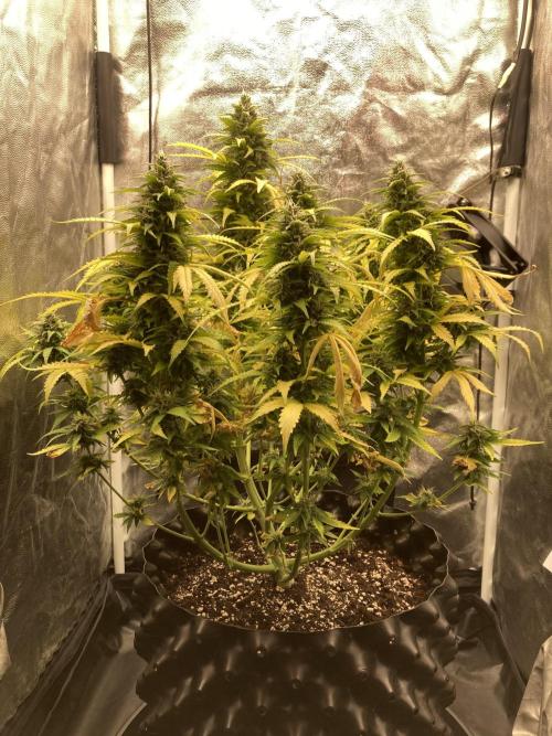 Auto | 9th. Week 11 - Day 73