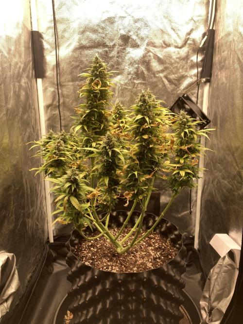 Auto | 9th. Week 11 - Day 77