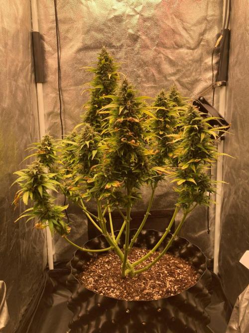 Auto | 9th. Week 13 - Day 79