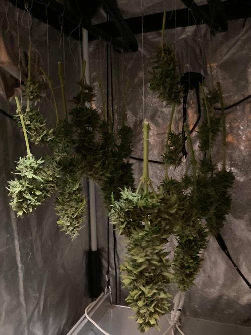 Auto | 9th. Week 13 - flowers