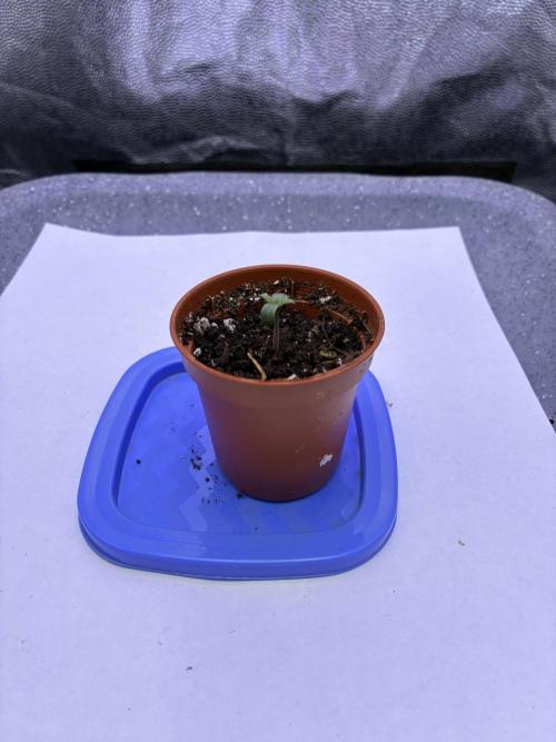Auto | 10th. Week 1 - Day 1
