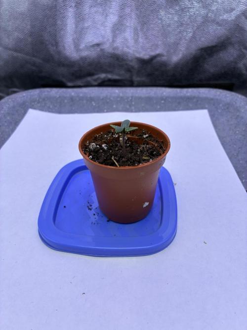 Auto | 10th. Week 1 - Day 2