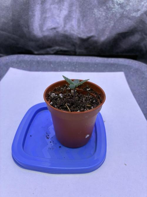 Auto | 10th. Week 1 - Day 3
