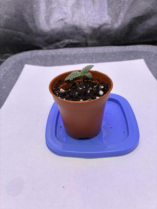 Auto | 10th. Week 1 - Day 4