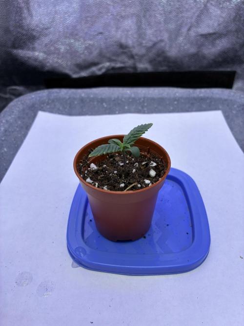 Auto | 10th. Week 1 - Day 5