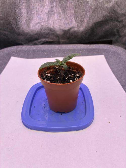Auto | 10th. Week 1 - Day 6
