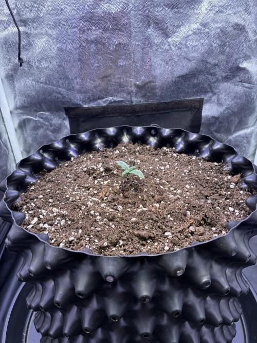 Auto | 10th. Week 1 - Day 7