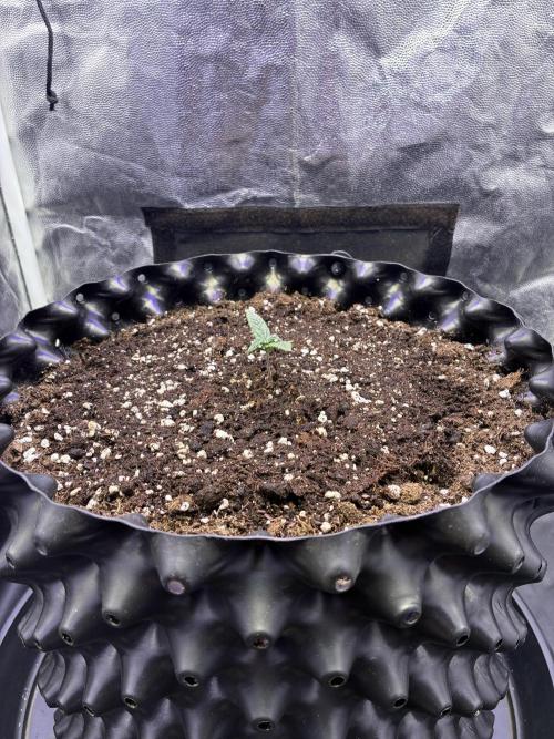 Auto | 10th. Week 2 - Day 8