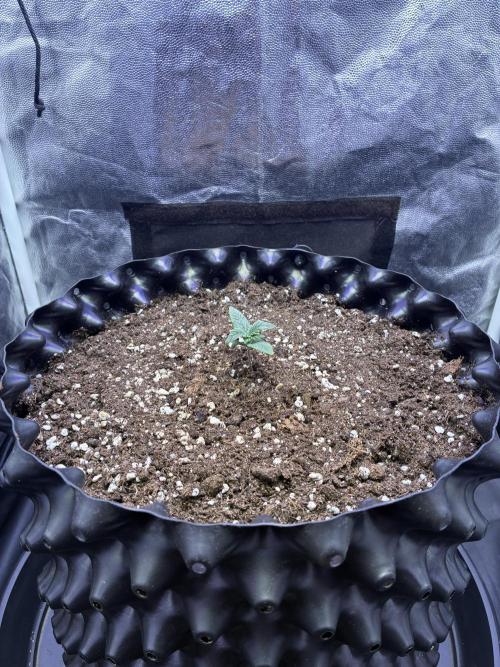 Auto | 10th. Week 2 - Day 9