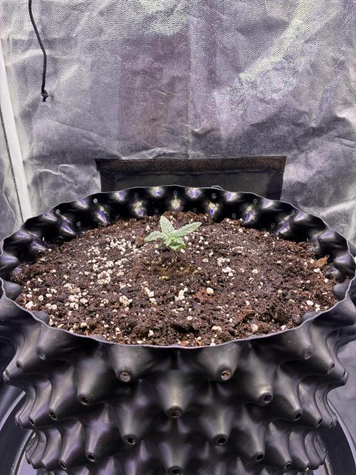 Auto | 10th. Week 2 - Day 10