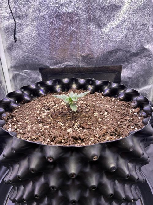 Auto | 10th. Week 2 - Day 11