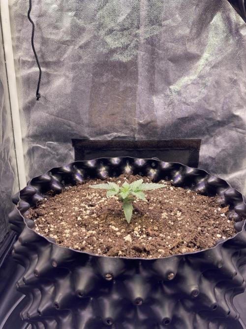 Auto | 10th. Week 2 - Day 12