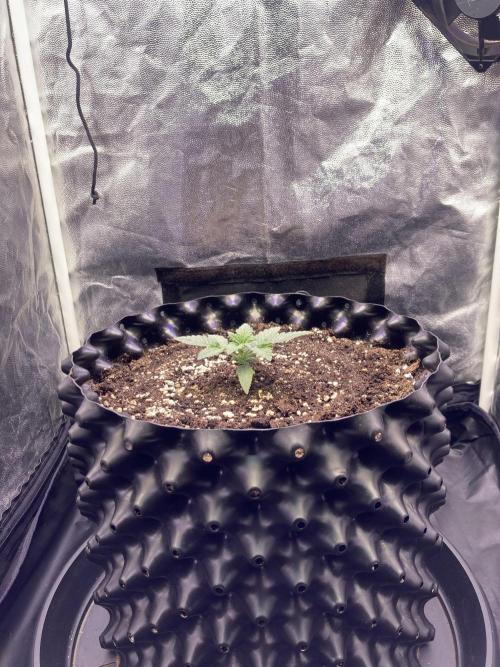 Auto | 10th. Week 2 - Day 13