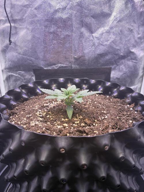 Auto | 10th. Week 2 - Day 14