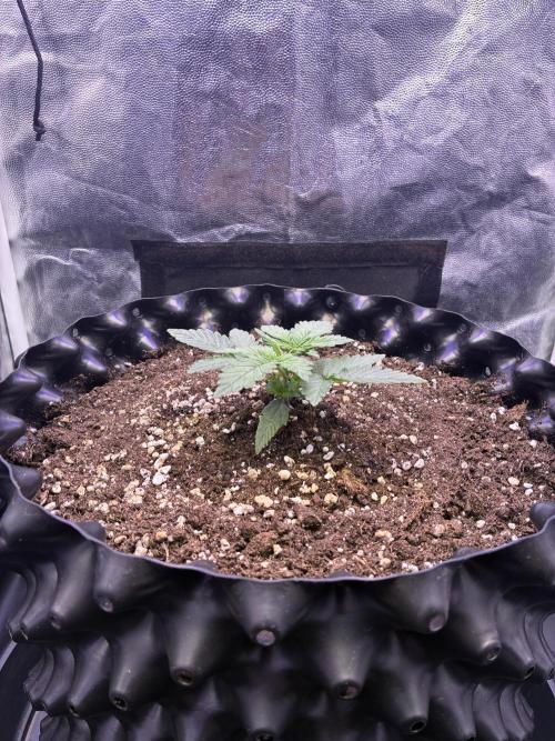 Auto | 10th. Week 3 - Day 15