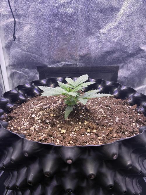 Auto | 10th. Week 3 - Day 16
