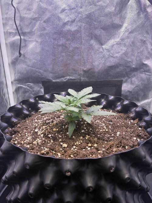 Auto | 10th. Week 3 - Day 17