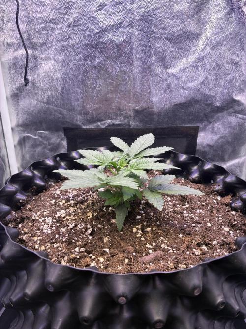 Auto | 10th. Week 3 - Day 18