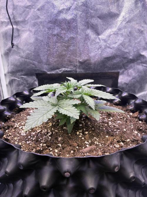 Auto | 10th. Week 3 - Day 19