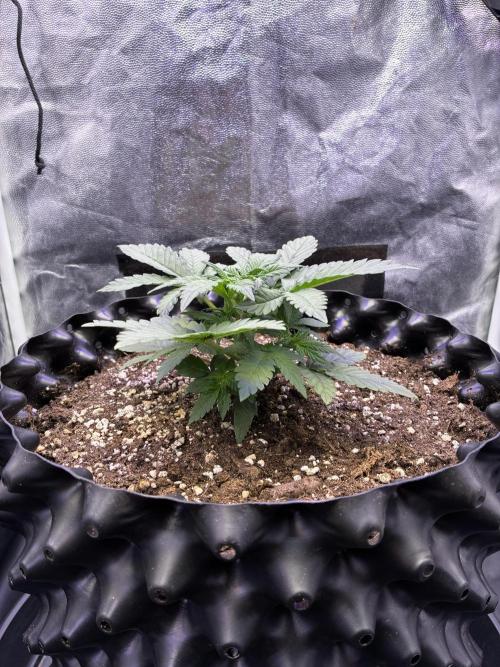 Auto | 10th. Week 3 - Day 20