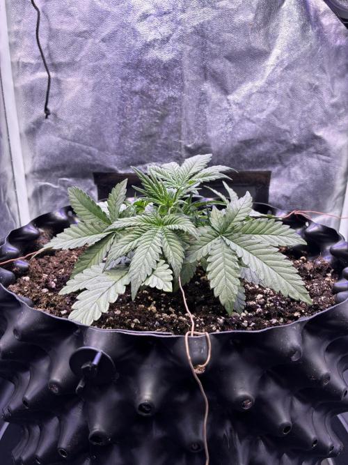 Auto | 10th. Week 3 - Day 21