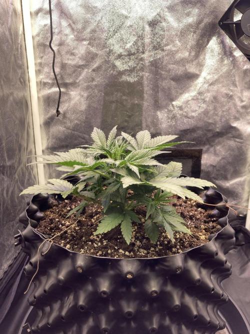 Auto | 10th. Week 4 - 24 day