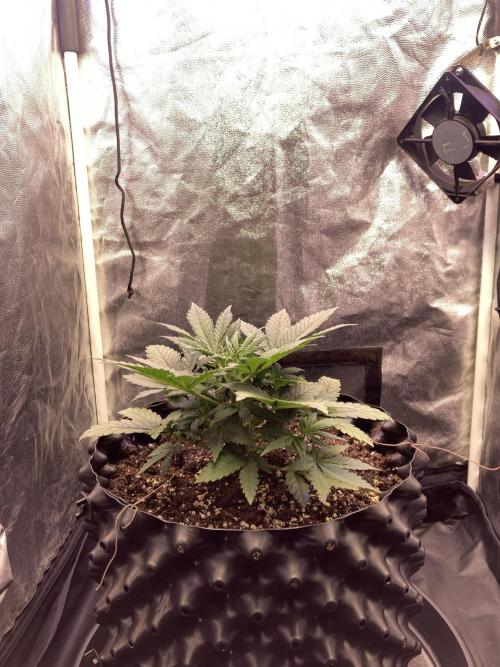 Auto | 10th. Week 4 - 25 day