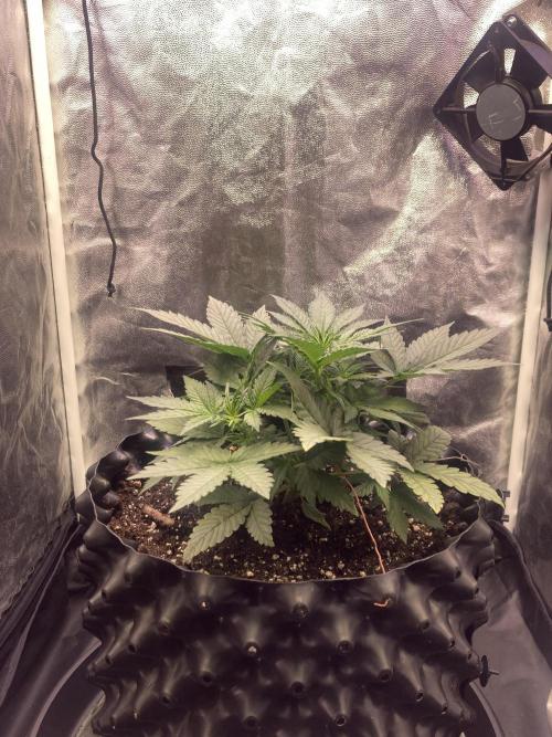 Auto | 10th. Week 4 - 26 day