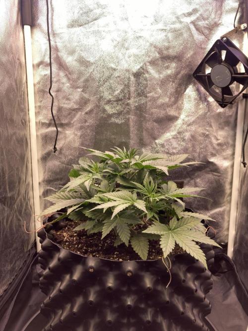 Auto | 10th. Week 4 - 27 day