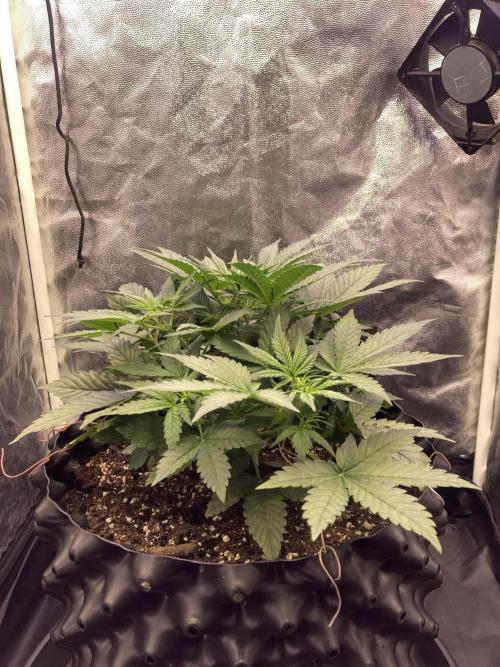 Auto | 10th. Week 4 - 28 day