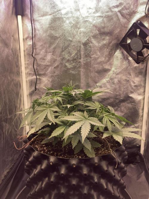Auto | 10th. Week 5 - Day 29