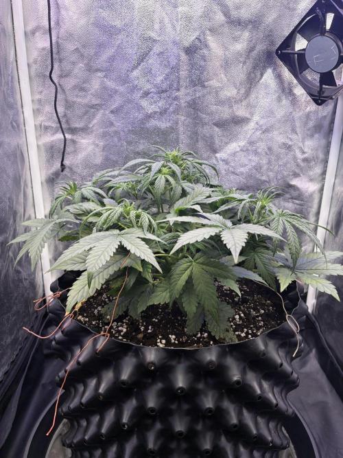 Auto | 10th. Week 5 - Day 30