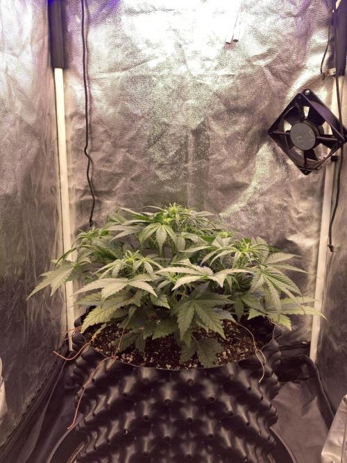Auto | 10th. Week 5 - Day 31