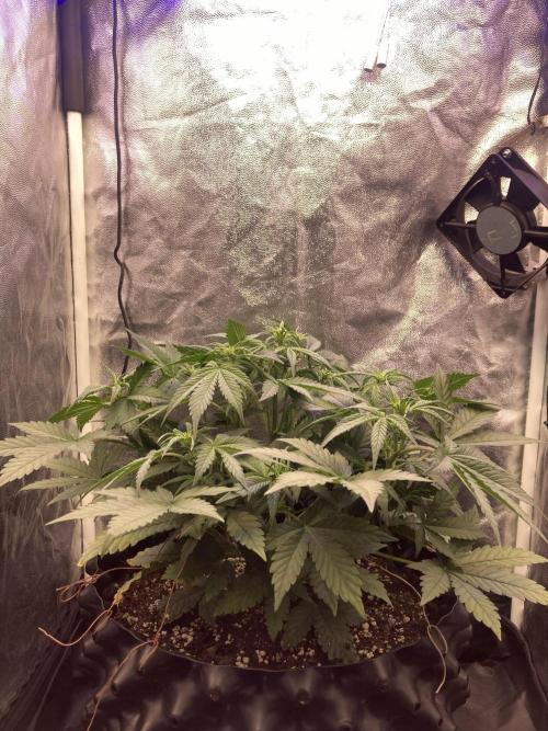 Auto | 10th. Week 5 - Day 32