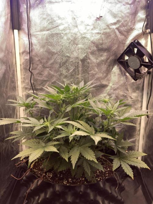 Auto | 10th. Week 5 - Day 33