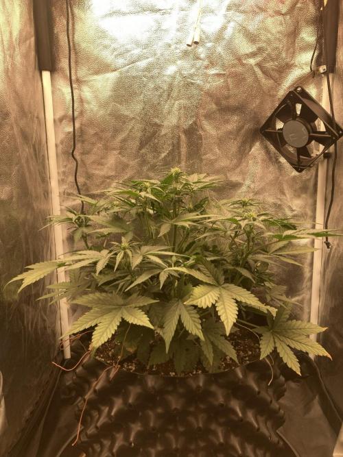 Auto | 10th. Week 5 - Day 34