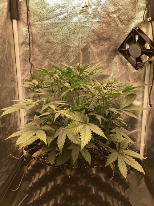 Auto | 10th. Week 5 - Day 35