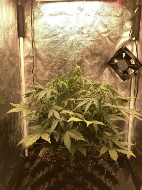 Auto | 10th. Week 6 - Day 36