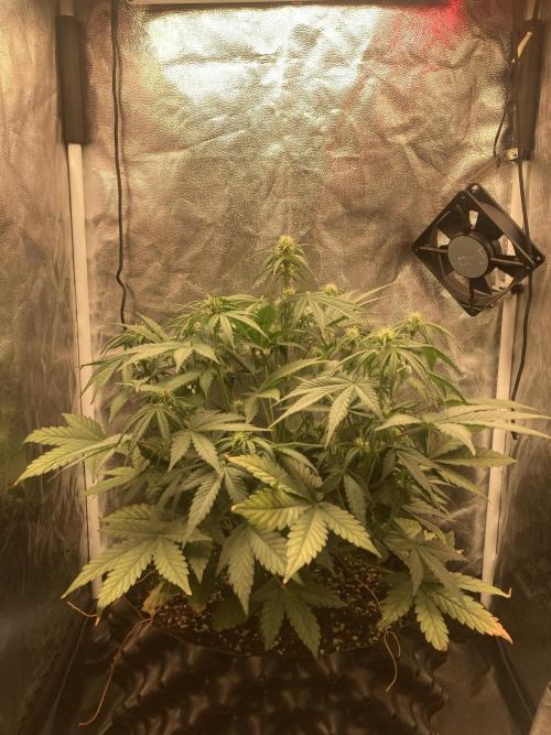 Auto | 10th. Week 6 - Day 37