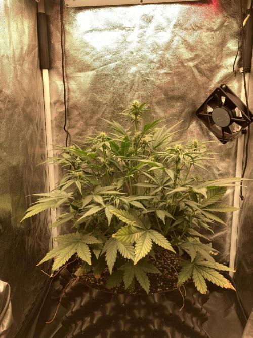 Auto | 10th. Week 6 - Day 38