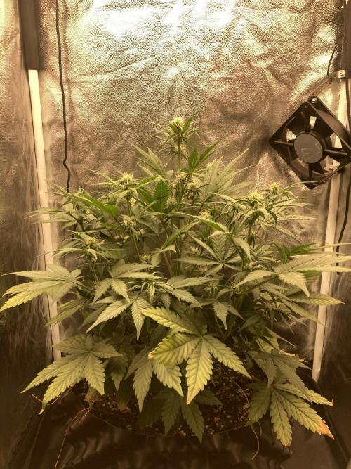 Auto | 10th. Week 6 - Day 39