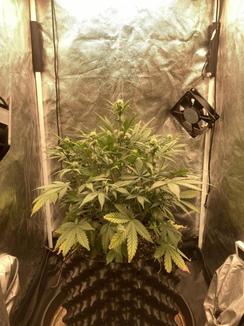 Auto | 10th. Week 6 - Day 40