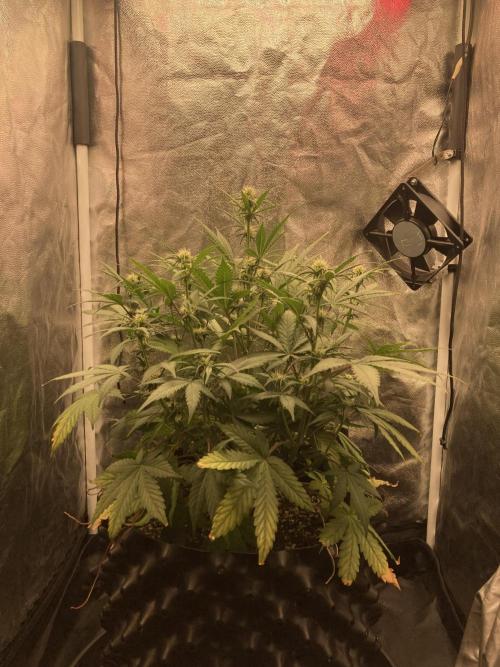 Auto | 10th. Week 6 - Day 41