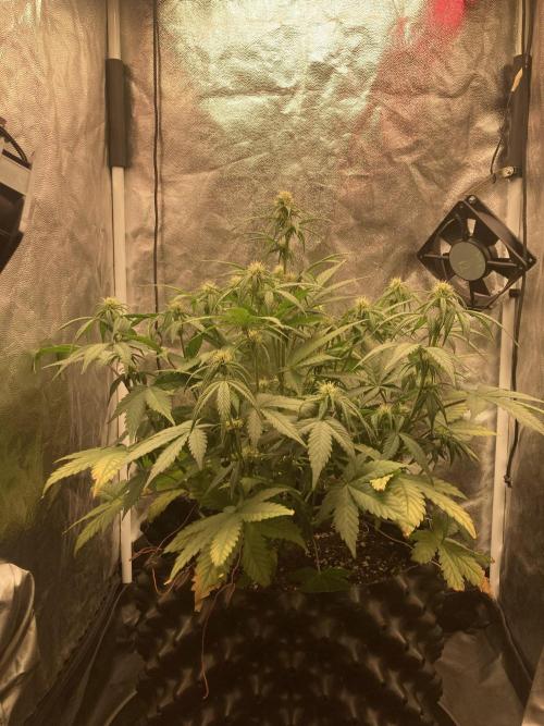 Auto | 10th. Week 6 - Day 42